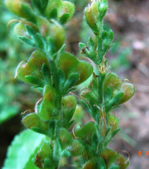 Nella faggeta - Veronica officinalis